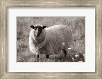 Sepia Sheep Fine Art Print