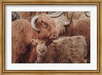 Highland Cow Under Cover Fine Art Print