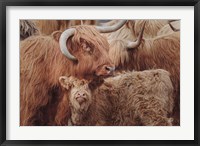 Highland Cow Under Cover Fine Art Print