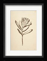 Vintage Line Protea I Framed Print