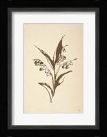 Vintage Line Lily of the Valley I Framed Print