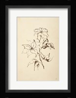 Vintage Line Clematis Framed Print