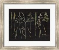 Herbal Botanical VII Black Wood No Words Fine Art Print