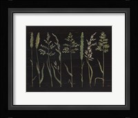 Herbal Botanical VII Black Wood No Words Fine Art Print