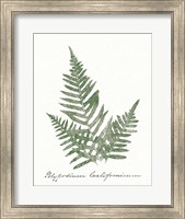 Vintage Ferns XI no Border White Fine Art Print