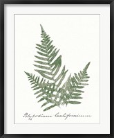Vintage Ferns XI no Border White Fine Art Print