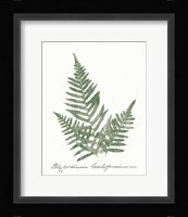 Vintage Ferns XI no Border White Framed Print