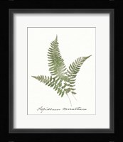 Vintage Ferns X no Border White Framed Print