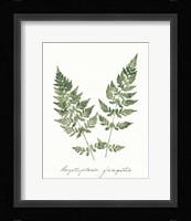 Vintage Ferns VII no Border White Framed Print