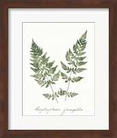 Vintage Ferns VII no Border White Fine Art Print
