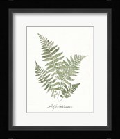Vintage Ferns IX no Border White Framed Print