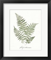 Vintage Ferns IX no Border White Fine Art Print