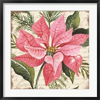 Pink Poinsettia Botanical Fine Art Print