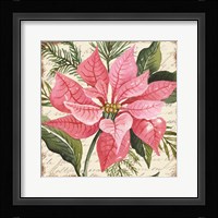 Pink Poinsettia Botanical Framed Print