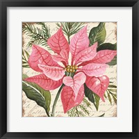 Pink Poinsettia Botanical Framed Print