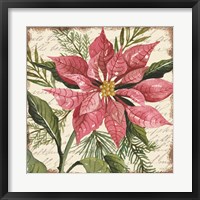 Mauve Poinsettia Botanical Fine Art Print