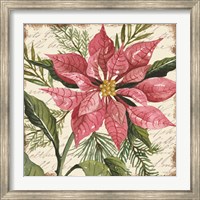 Mauve Poinsettia Botanical Fine Art Print