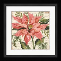Peach Poinsettia Botanical Fine Art Print