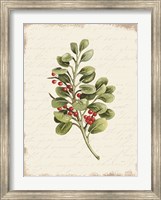 Berries Christmas Botanical Fine Art Print