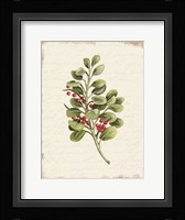 Berries Christmas Botanical Fine Art Print