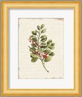 Berries Christmas Botanical Fine Art Print