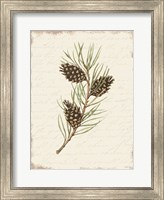 Pine Cone Botanical I Fine Art Print
