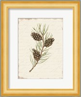 Pine Cone Botanical I Fine Art Print