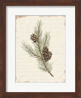 Pine Cone Botanical II Fine Art Print