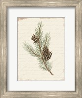 Pine Cone Botanical II Fine Art Print