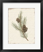 Pine Cone Botanical II Framed Print