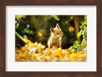 Falling Leaves Fox Fine Art Print