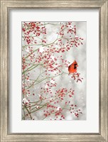 Red Cardinal in the Red Berries Fine Art Print
