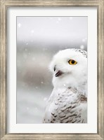 Snowy Owl in the Snow Fine Art Print