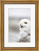 Snowy Owl in the Snow Fine Art Print