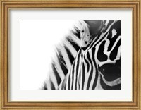 Zebra Eye Fine Art Print