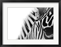 Zebra Eye Fine Art Print
