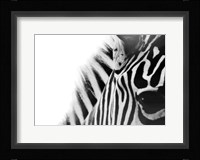 Zebra Eye Fine Art Print