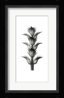 Blossfeldt Botanical No. 1 Framed Print