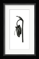Blossfeldt Botanical No. 2 Framed Print