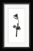 Blossfeldt Botanical No. 4 Framed Print