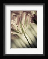 White Stargazers 1 Fine Art Print