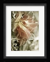 White Stargazers 2 Fine Art Print