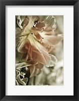 White Stargazers 2 Framed Print