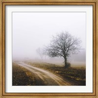 Lonely Tree In The Mist Fine Art Print