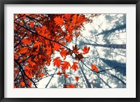 Red Autumn Leaves Fine Art Print