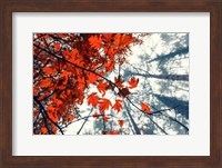 Red Autumn Leaves Fine Art Print