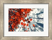 Red Autumn Leaves Fine Art Print