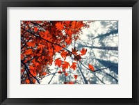 Red Autumn Leaves Fine Art Print