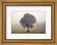 Tree In The Mist Fine Art Print