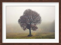 Tree In The Mist Fine Art Print